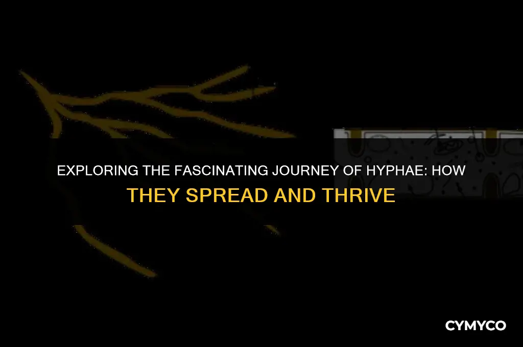 how do hyphae spread from one area to another