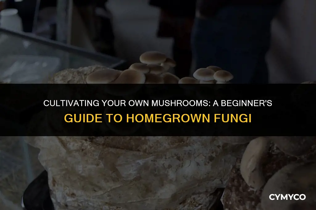 how do i grow my own mushrooms