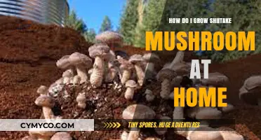 Cultivating Shiitake Mushrooms: A Beginner's Guide to Homegrown Delights