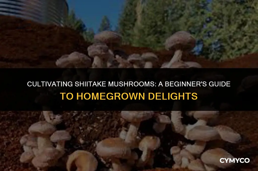 how do i grow shiitake mushrooms at home