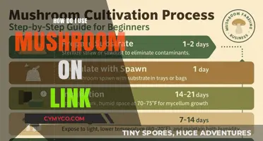 Exploring the Link: A Beginner's Guide to Using Mushrooms
