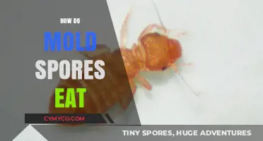 Unveiling the Mysteries: How Mold Spores Feed and Thrive