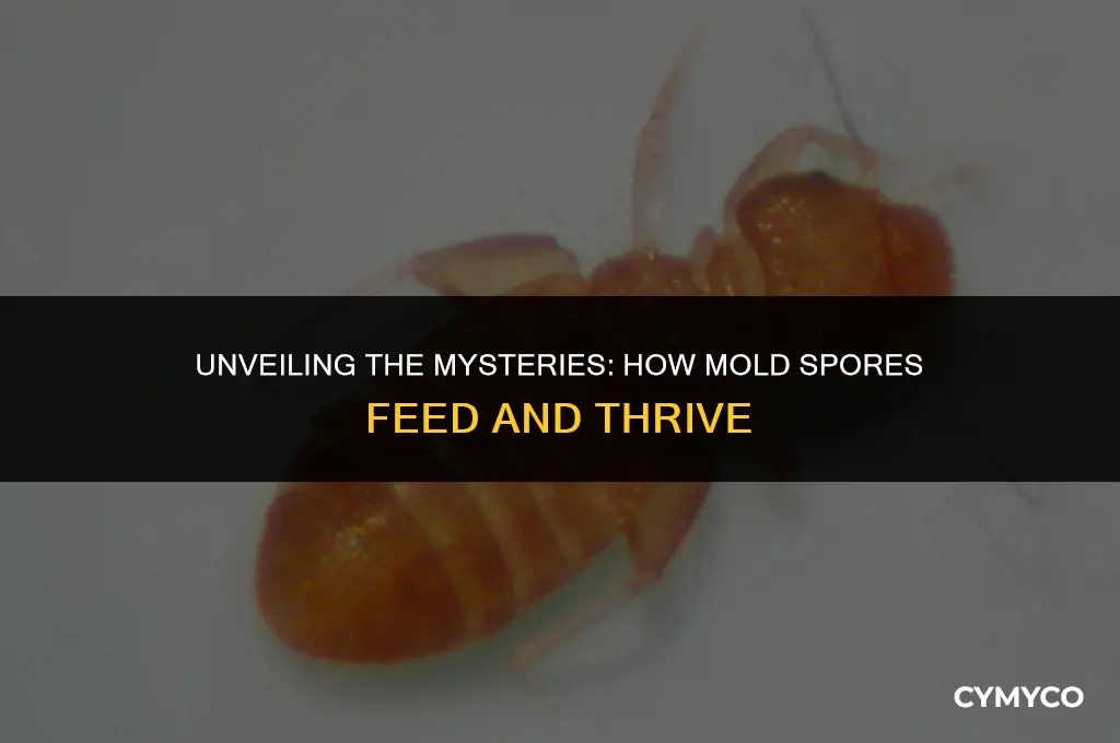 how do mold spores eat