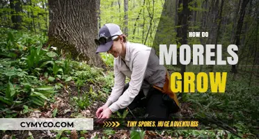 Unveiling the Mysteries: How Morels Grow in Nature's Embrace