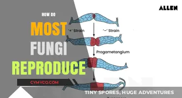 Exploring the Fascinating World of Fungal Reproduction: A Comprehensive Guide