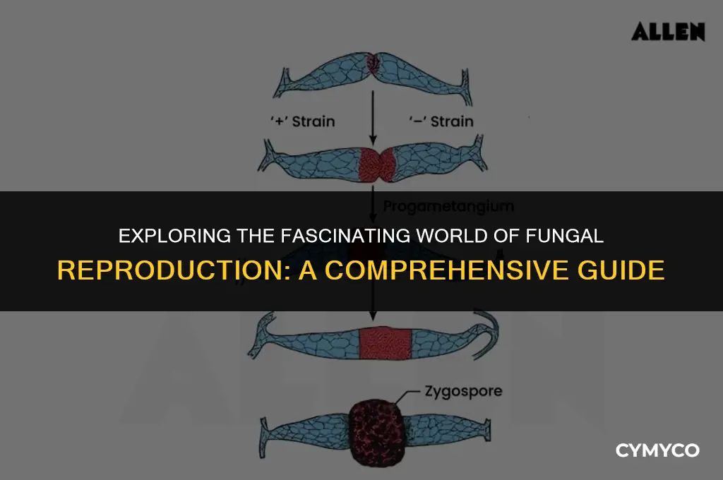 how do most fungi reproduce