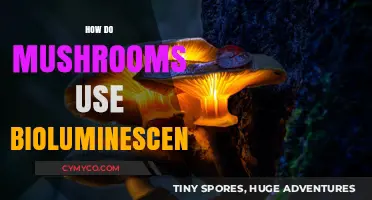 Glowing in the Dark: The Bioluminescent World of Mushrooms