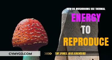 Harnessing Heat: The Fascinating Thermal Reproduction of Mushrooms