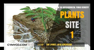 Unlocking Plant Potential: The Mycorrhizal Fungi Advantage