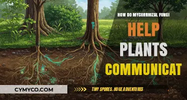 Mycorrhizal Fungi: The Hidden Network Boosting Plant Communication