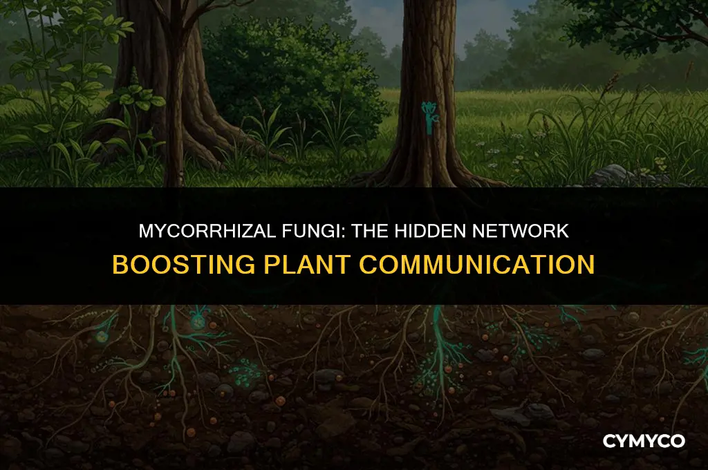 how do mycorrhizal fungi help plants communicate
