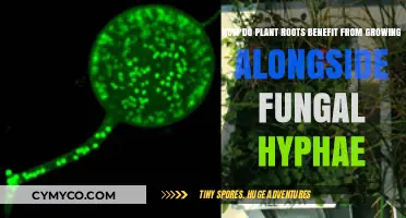 Symbiotic Harmony: How Plant Roots Thrive with Fungal Hyphae