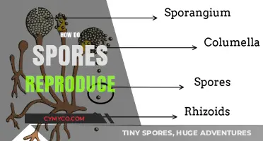 Unveiling the Mysteries of Spore Reproduction: A Comprehensive Guide