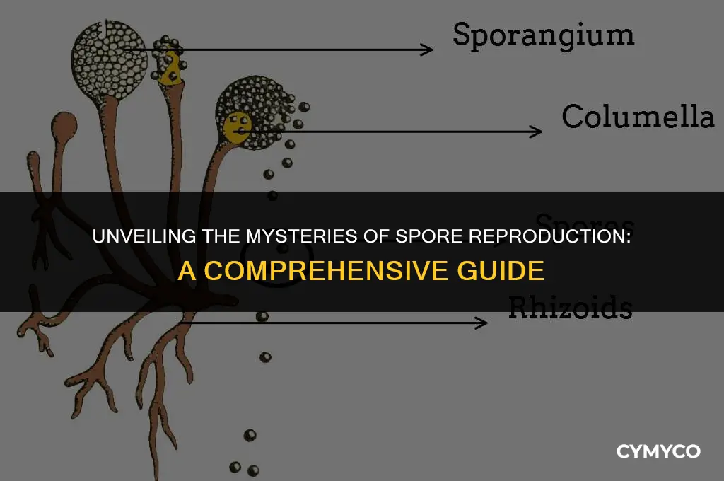 how do spores reproduce