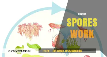 Unlocking the Mysteries of Spores: Nature's Ingenious Survival Strategy