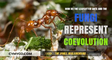 Symbiotic Journey: Leafcutter Ants and Fungi Coevolution