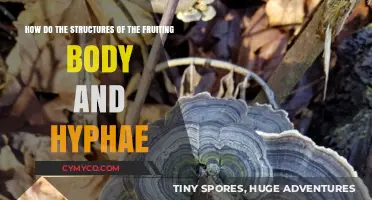 Exploring the Intricate Architecture of Fungal Fruiting Bodies and Hyphae