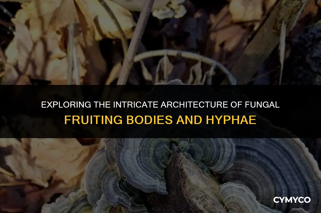 how do the structures of the fruiting body and hyphae