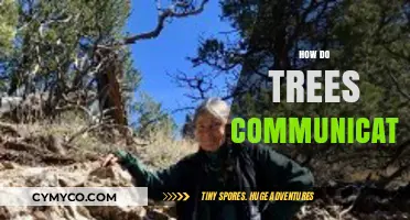 The Hidden Language: How Trees Communicate Underground and Above