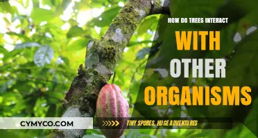 Exploring Trees' Complex Relationships with Surrounding Organisms in Ecosystems