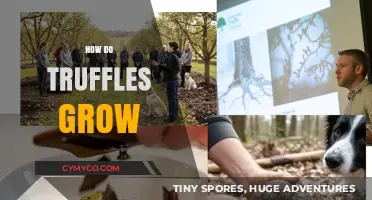 Unveiling the Mysterious World of Truffle Cultivation
