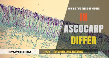 Exploring the Distinct Roles of Hyphae in Ascocarp Development