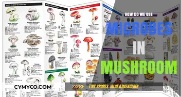 Unlocking the Power of Microbes in Mushrooms: A Guide