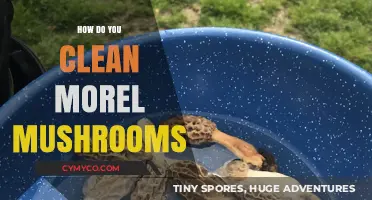 A Guide to Cleaning Morel Mushrooms: Tips and Tricks