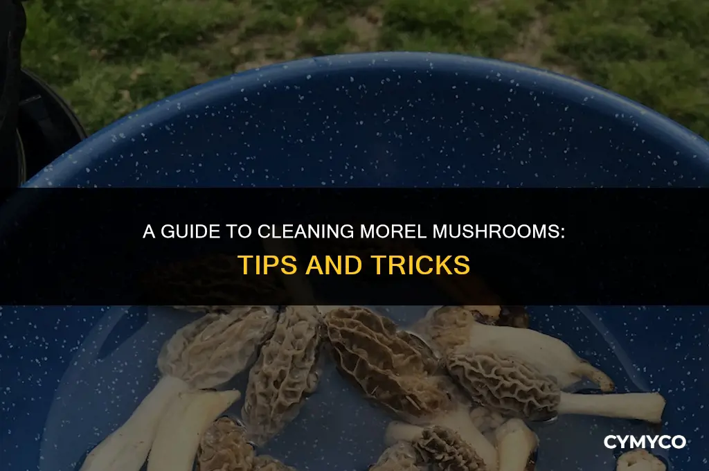 how do you clean morel mushrooms