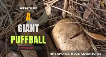 Drying a Giant Puffball: Tips and Tricks for Perfect Preservation