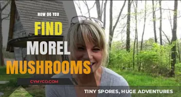 Discovering Morel Mushrooms: A Guide to Their Habitat and Hunting Tips
