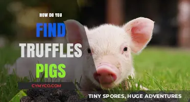 Truffle Hunting 101: Unleashing Pigs' Natural Talent