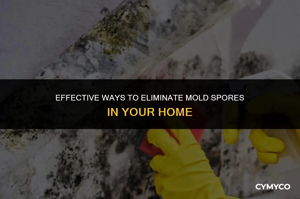 how do you get rid of mold spores