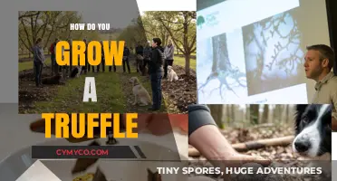 Cultivating Gourmet Delights: A Guide to Growing Truffles at Home