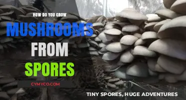 From Spores to Harvest: A Beginner's Guide to Growing Mushrooms