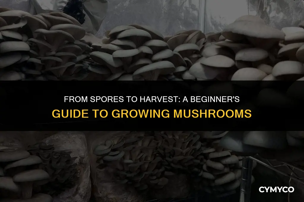 how do you grow mushrooms from spores