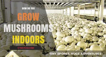 Cultivating Gourmet Mushrooms at Home: A Beginner's Guide