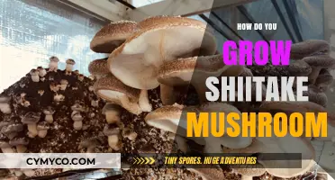Mastering Shiitake Cultivation: A Step-by-Step Guide to Growing Mushrooms