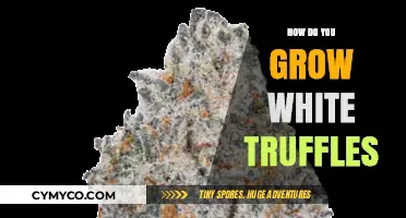 Cultivating White Truffles: A Guide to Growing This Rare Delicacy