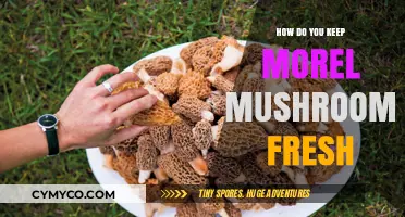 Savoring Spring's Bounty: Expert Tips to Keep Morel Mushrooms Fresh