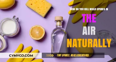 Natural Mold Busters: Purify Your Air with These Simple Tips