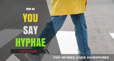 Exploring the Fascinating World of Hyphae: A Linguistic Journey