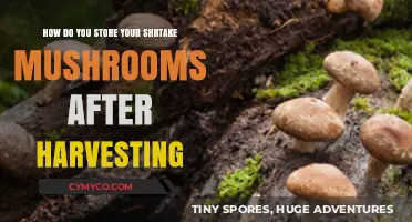 Preserving Freshness: Optimal Storage Tips for Shiitake Mushrooms Post-Harvest