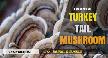 Unlocking the Magic: How to Use Turkey Tail Mushrooms