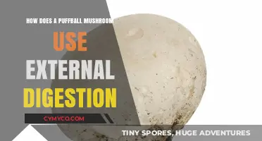 Nature's Unique Digestive Strategy: The Puffball Mushroom's External Approach