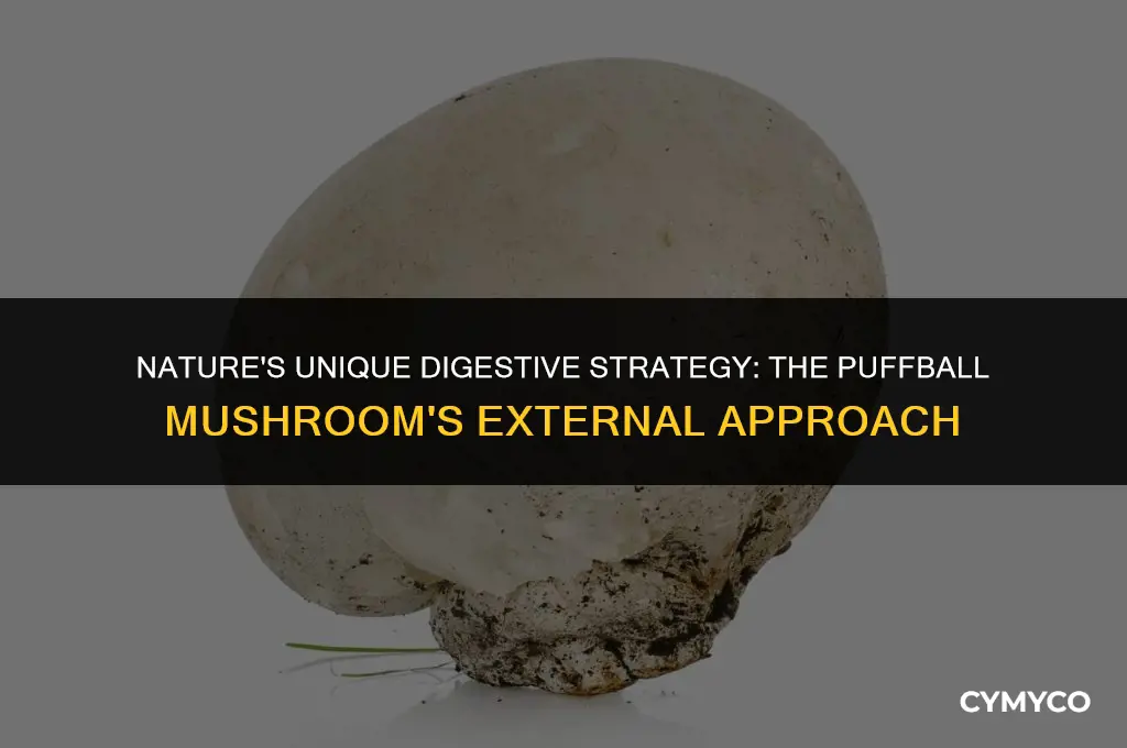 how does a puffball mushroom use external digestion
