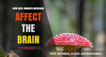 Exploring the Psychedelic Effects of Amanita Muscaria on Brain Function