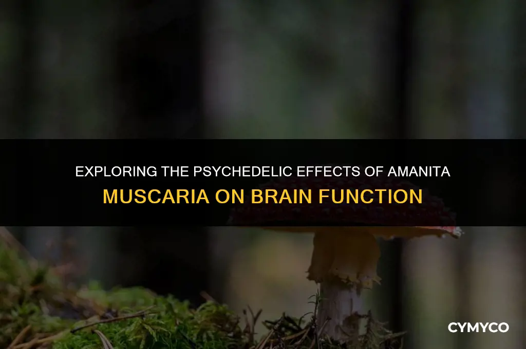 how does amanita muscaria affect the brain