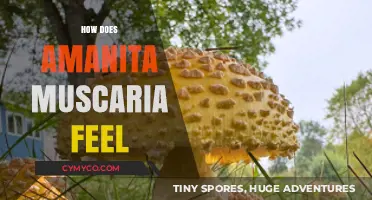 Exploring the Effects: What It's Like to Experience Amanita Muscaria