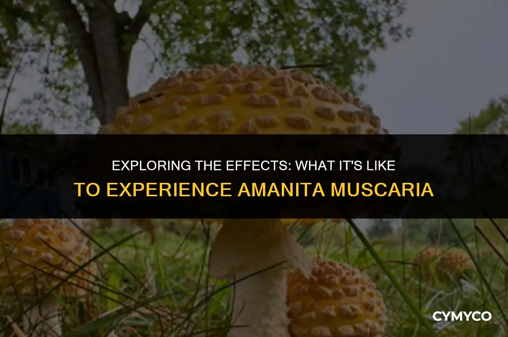 how does amanita muscaria feel